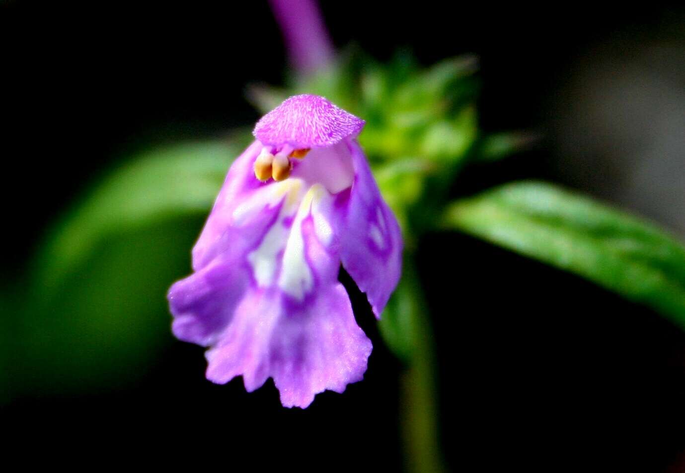 Image of Red hemp-nettle