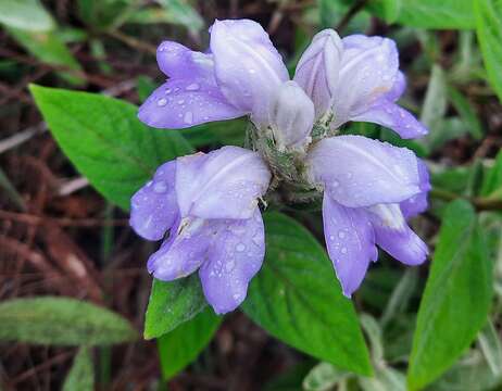 Image de Justicia chrysotrichoma Pohl ex Nees