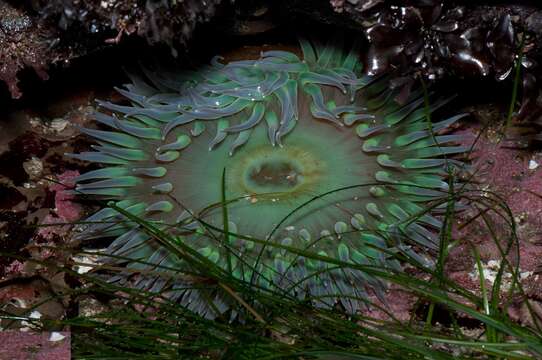 Image of giant green anemone