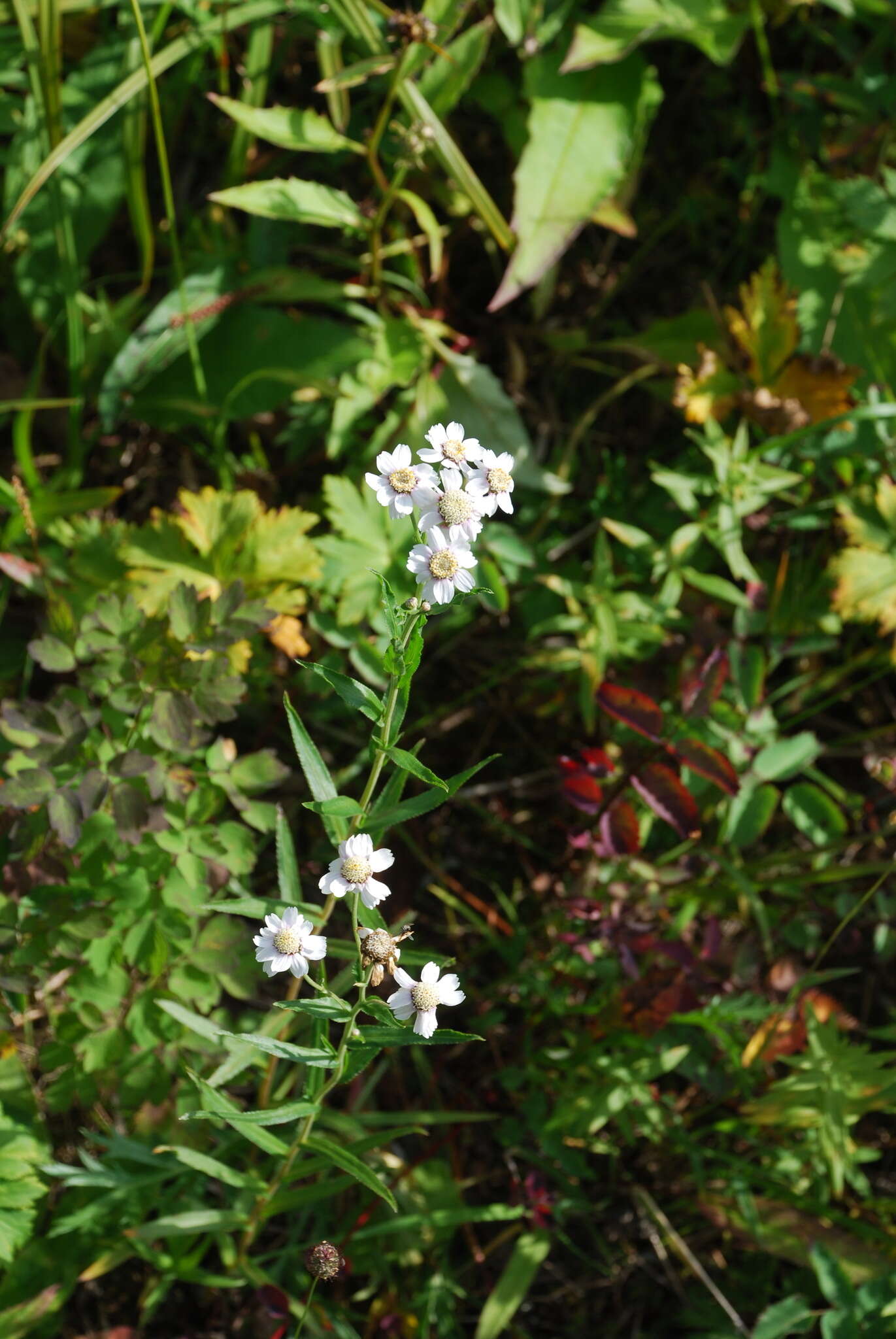 Слика од Achillea ptarmica subsp. macrocephala (Rupr.) Heimerl