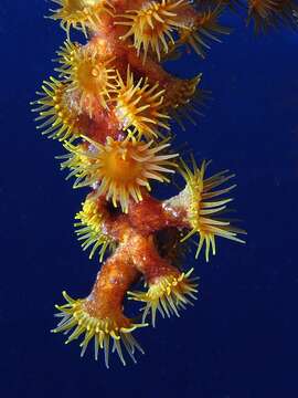 Image of Yellow encrusting anemone