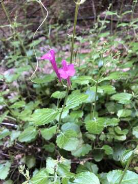 Image de Salvia henryi A. Gray