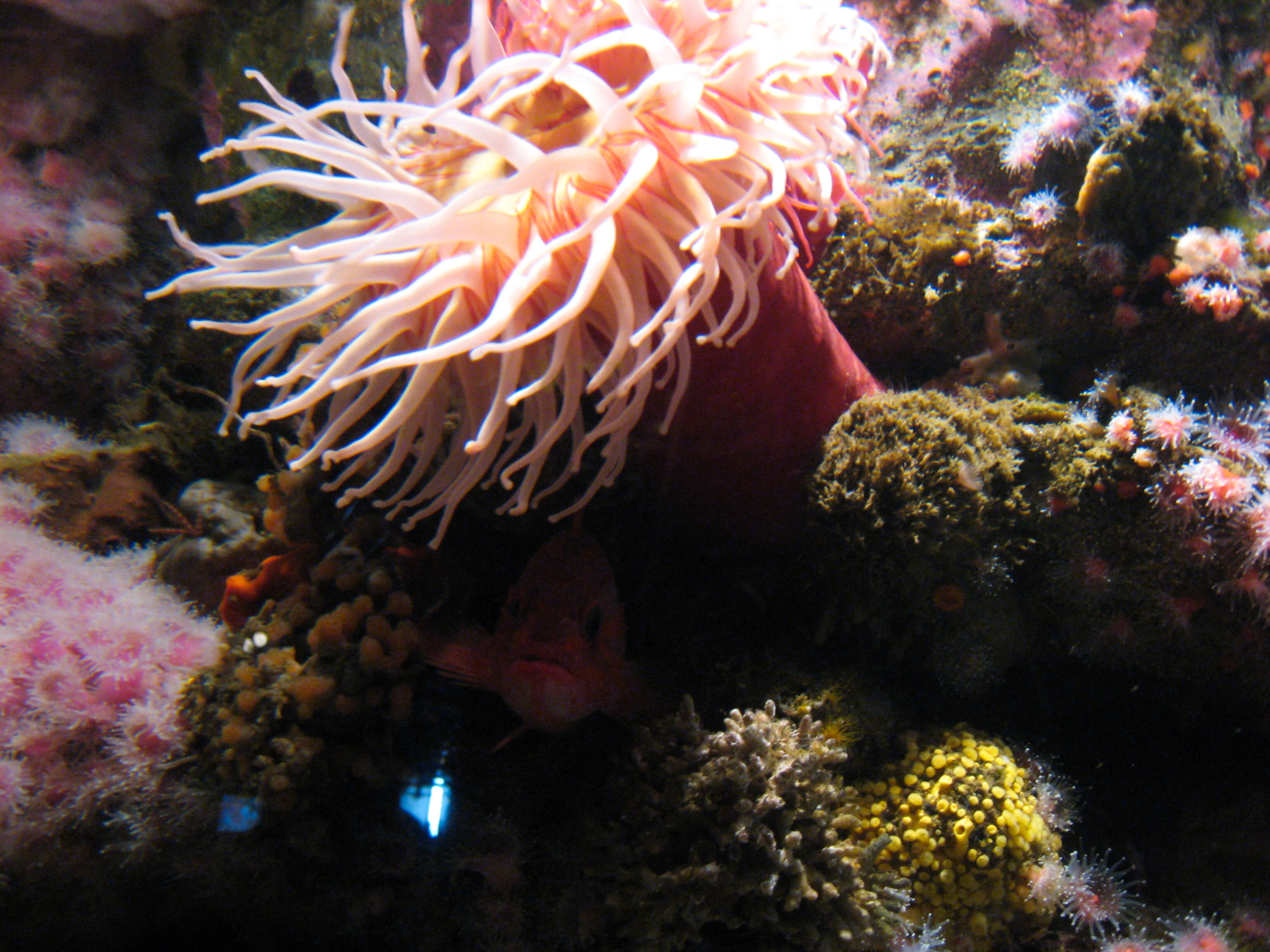 Image of Fish-eating anemone