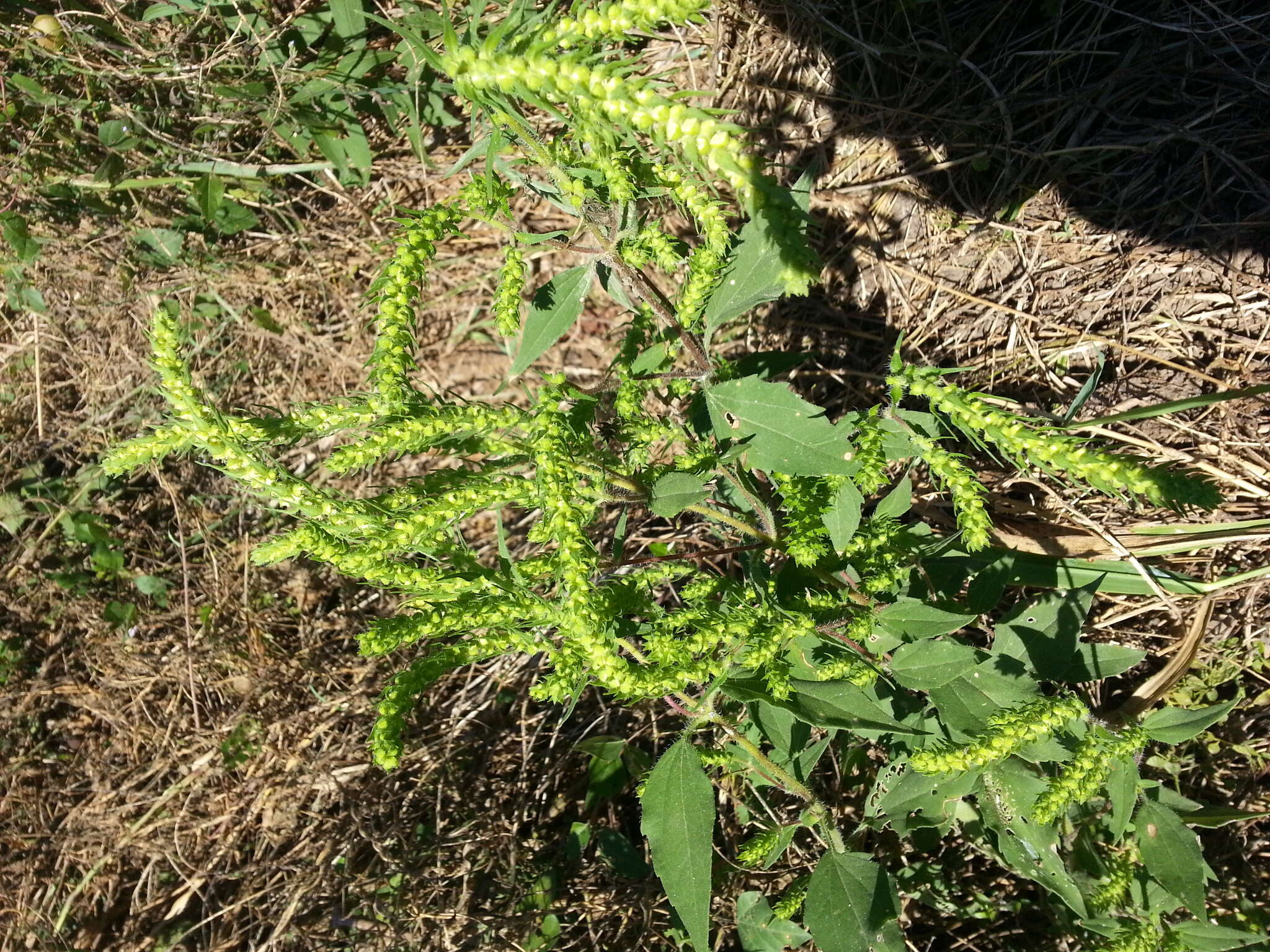 Image of annual marsh elder