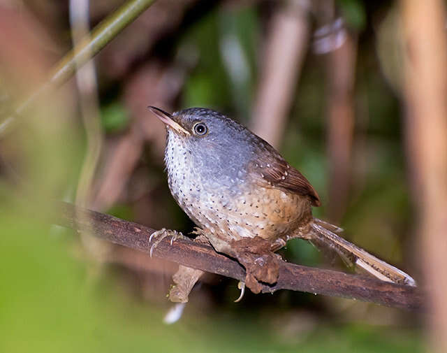 Слика од Psilorhamphus Sclater & PL 1855