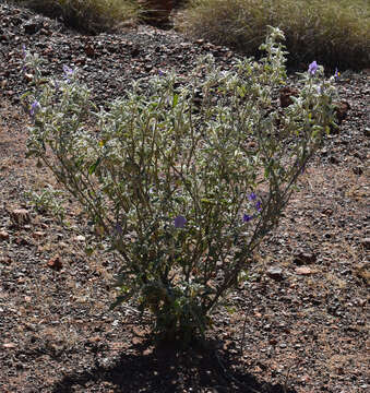 صورة Solanum chippendalei D. E. Symon