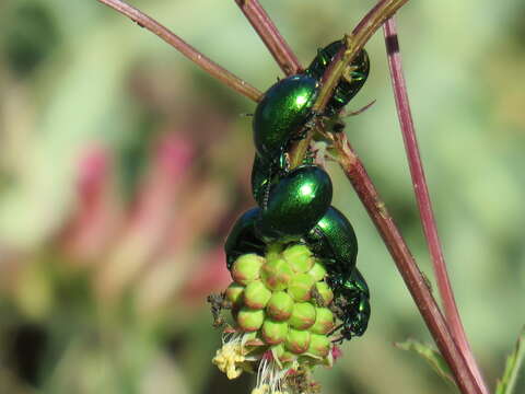 صورة <i>Chrysolina viridana</i>