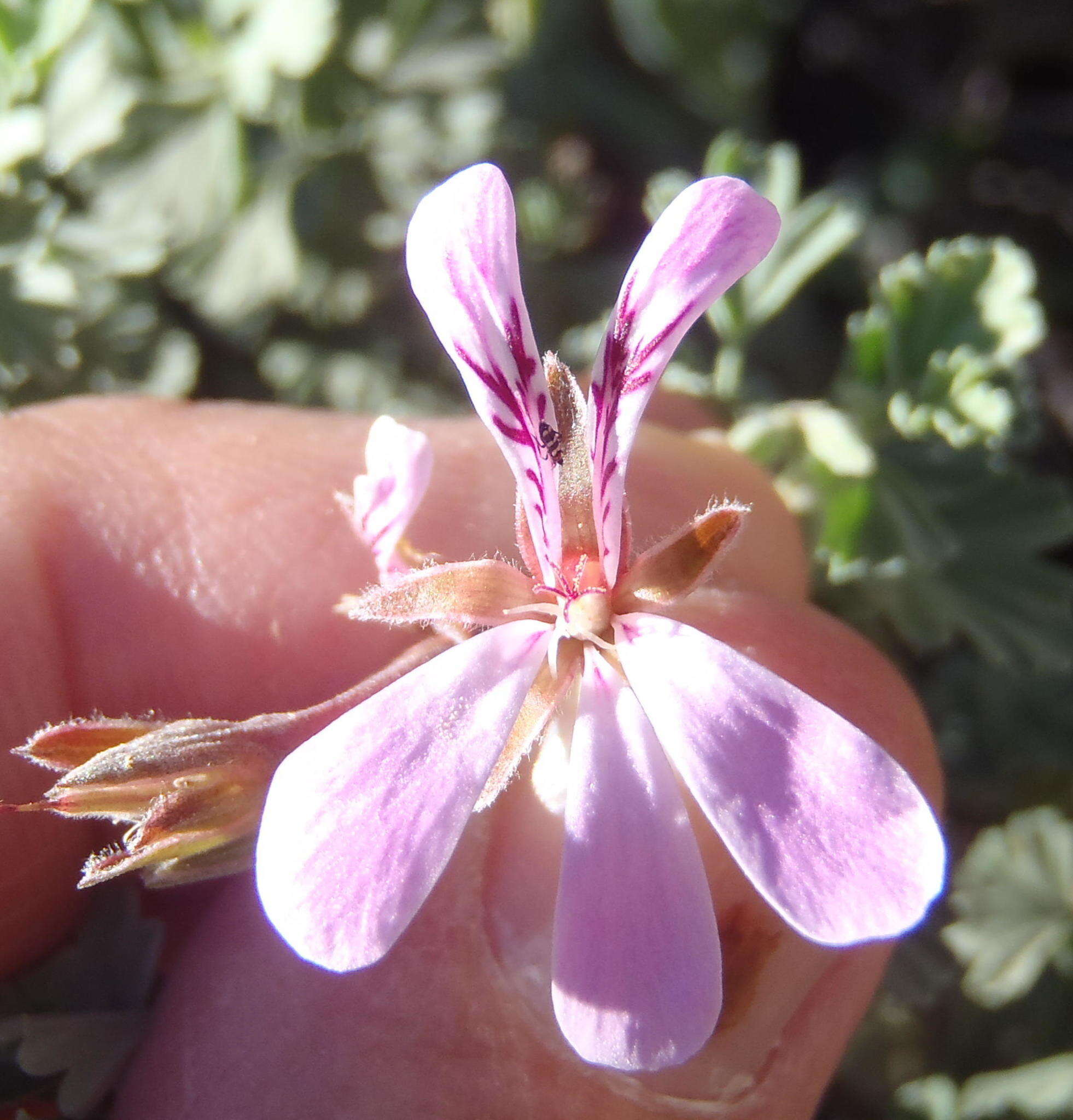 Imagem de Pelargonium exstipulatum (Cav.) L'Her.