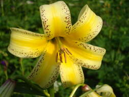 Image of Lilium kesselringianum Miscz.