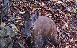 Image of Siberian Musk Deer