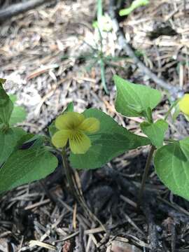 Image of pine violet