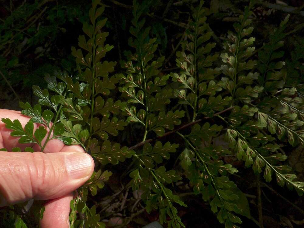 Image of Johnstone River fern