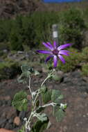 Imagem de Pericallis lanata (L'Hér.) B. Nord.