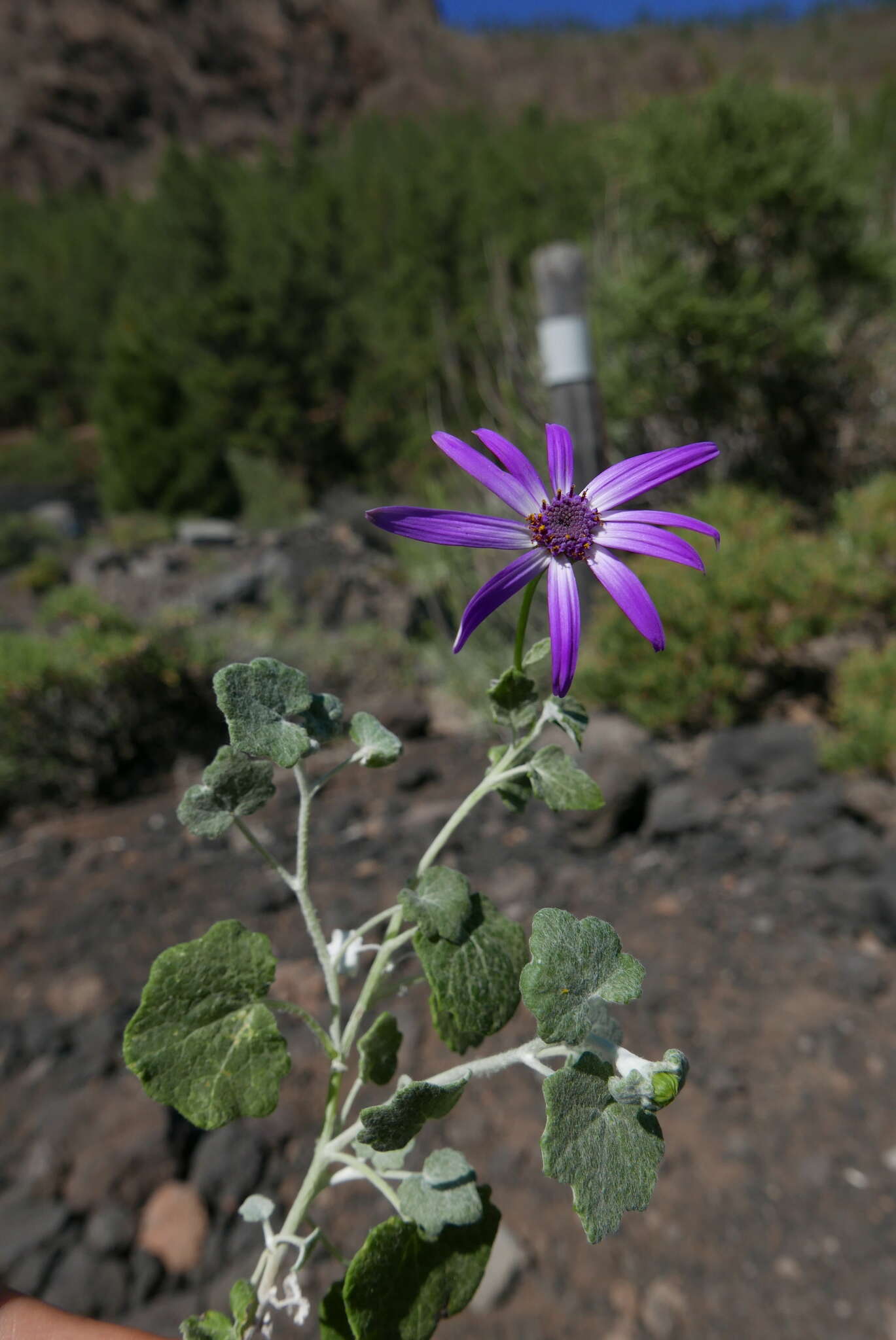 Image of Pericallis lanata (L'Hér.) B. Nord.