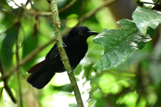 Image of Black-hooded Antshrike