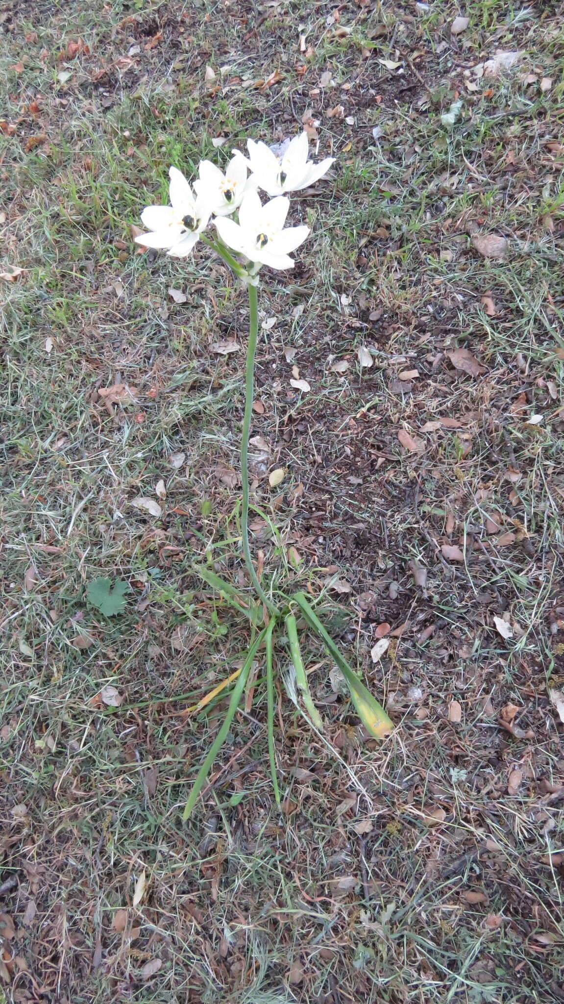 Imagem de Ornithogalum arabicum L.