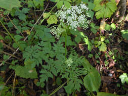 Image de Ostericum sieboldii (Miq.) Nakai