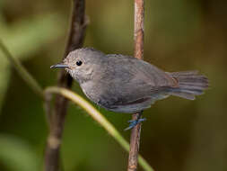 Image of Unicolored Antwren