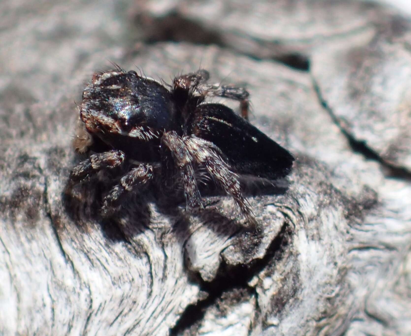 Image of Maratus proszynskii Waldock 2015