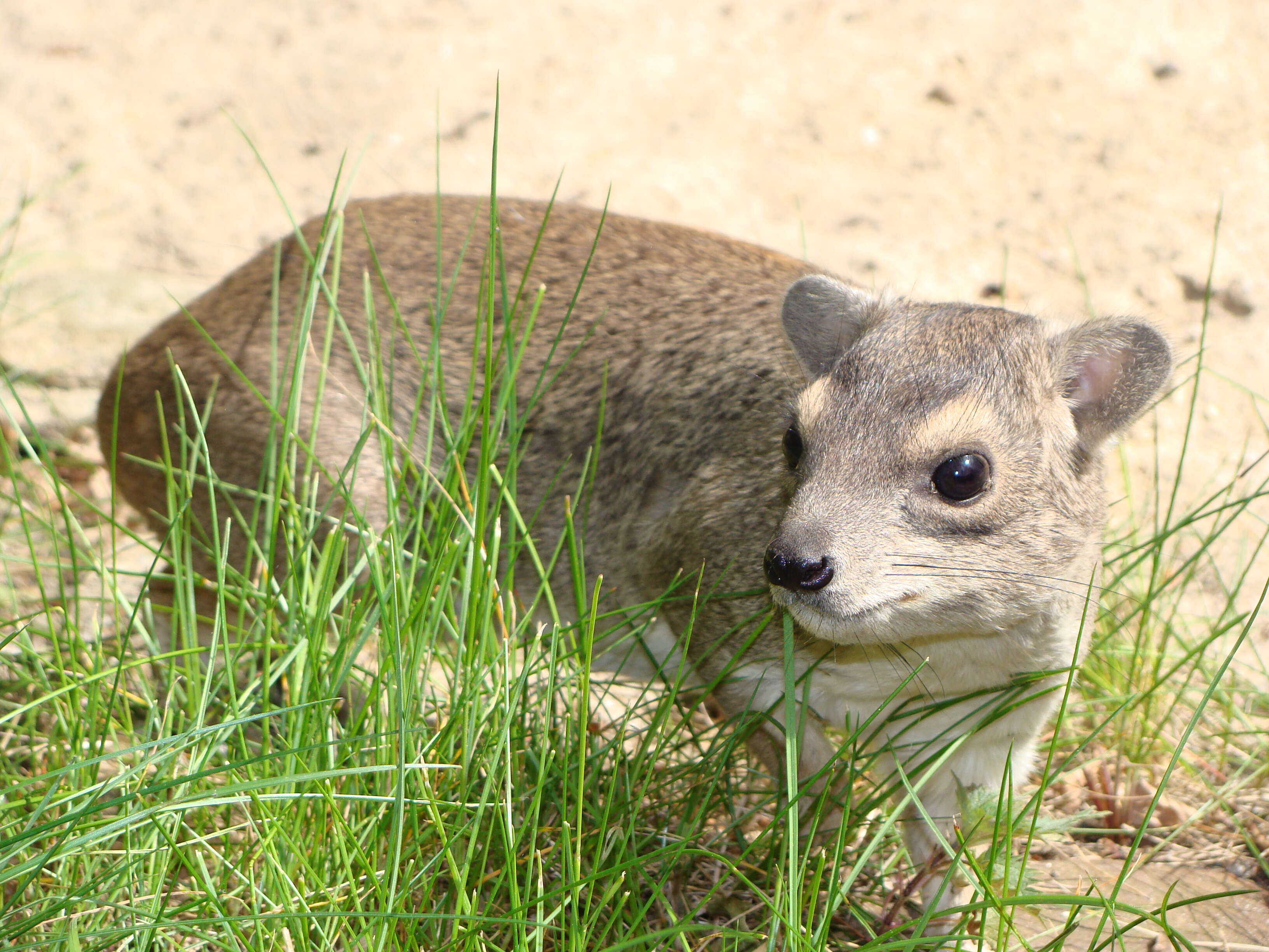 Image of Bush Hyrax