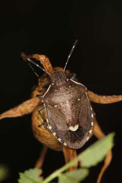 Image of Holcostethus sphacelatus (Fabricius 1794)