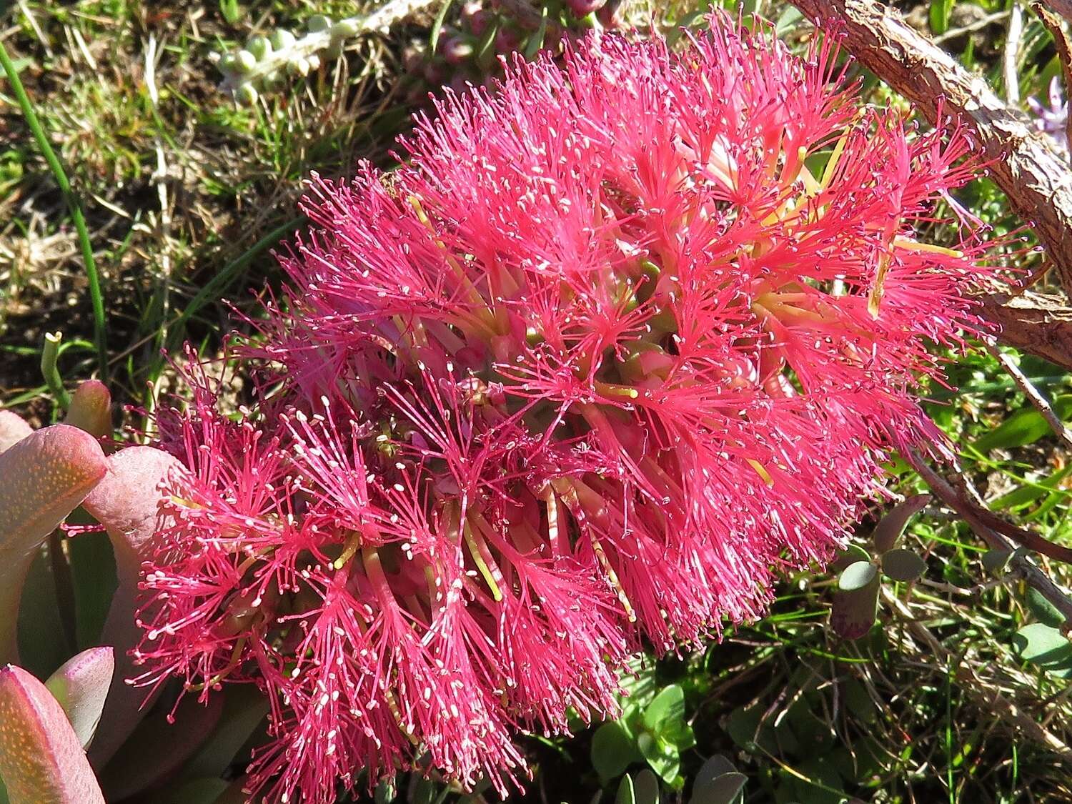 Image of Melaleuca elliptica Labill.