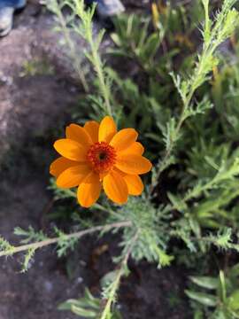 Image of Adenophyllum cancellatum (Cass.) Kuntze