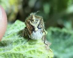 Image of African cluster bug