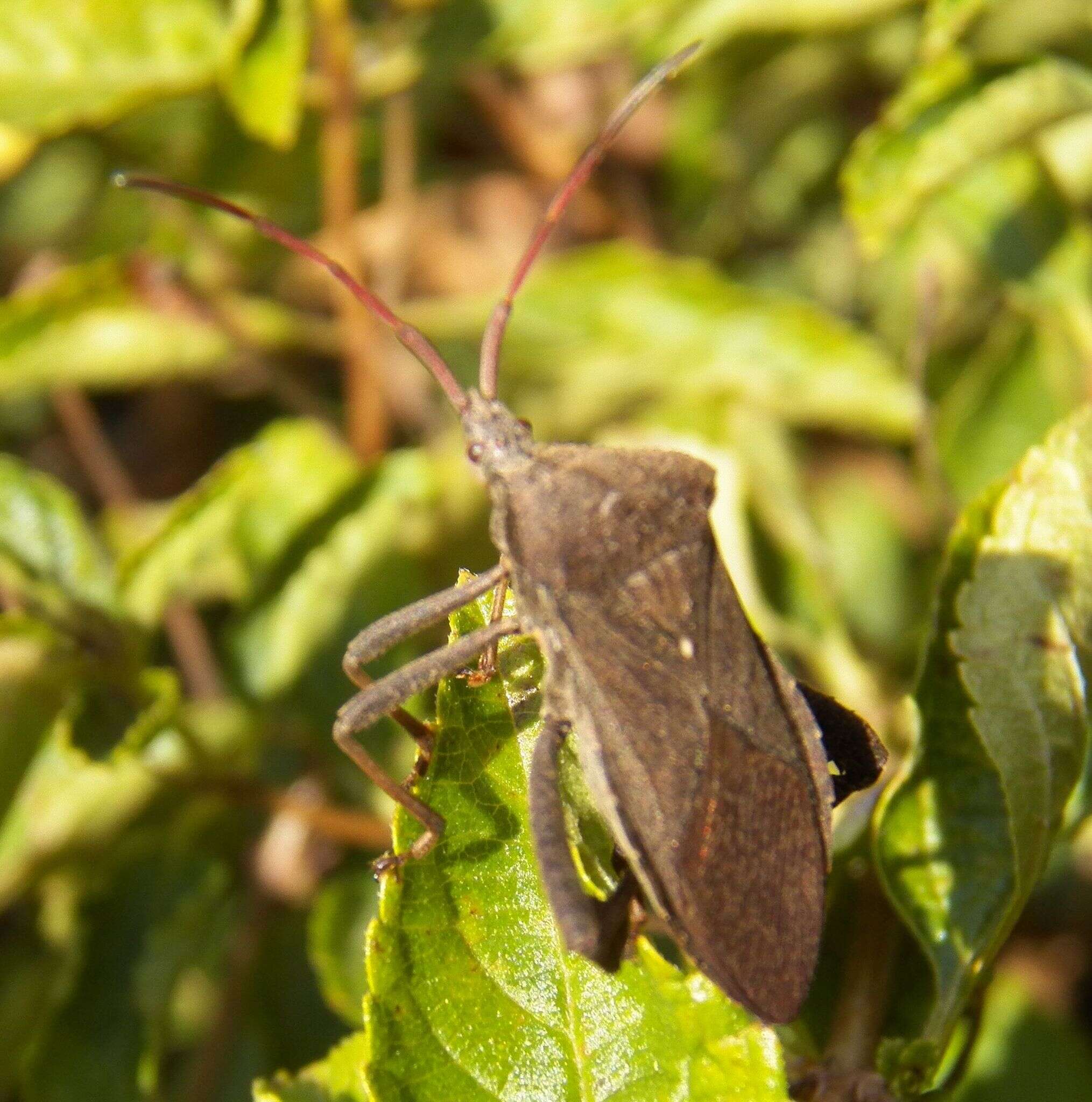 Image of Florida leaf-footed bug