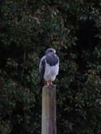 Image of Black-chested Buzzard-Eagle