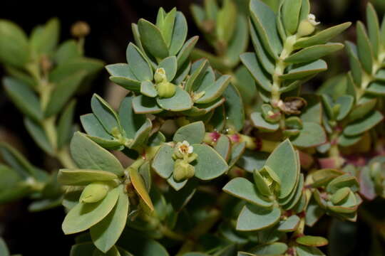 Sivun Euphorbia mesembryanthemifolia Jacq. kuva