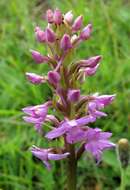 Image of Heath fragrant orchid