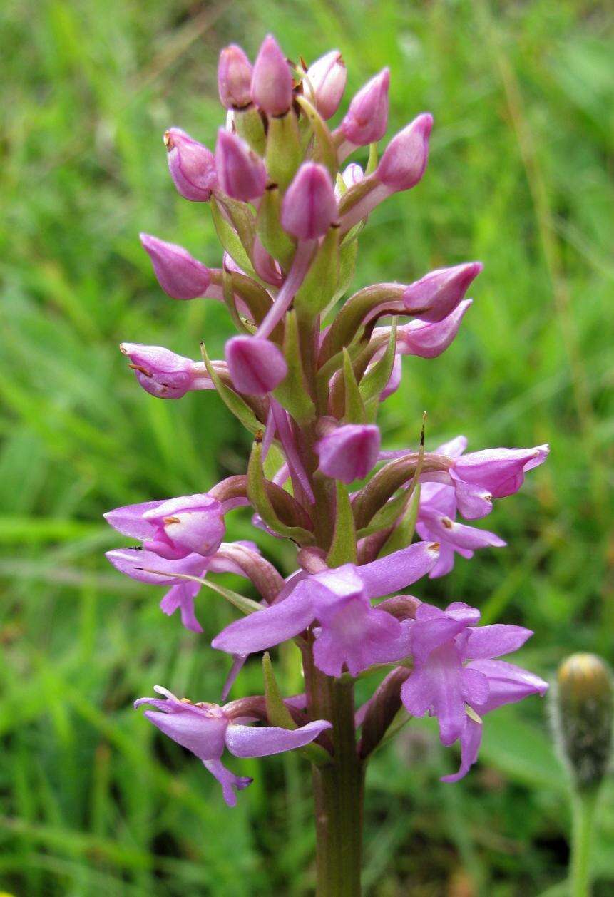 Image of Heath fragrant orchid