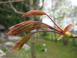 Image of Norway Maple