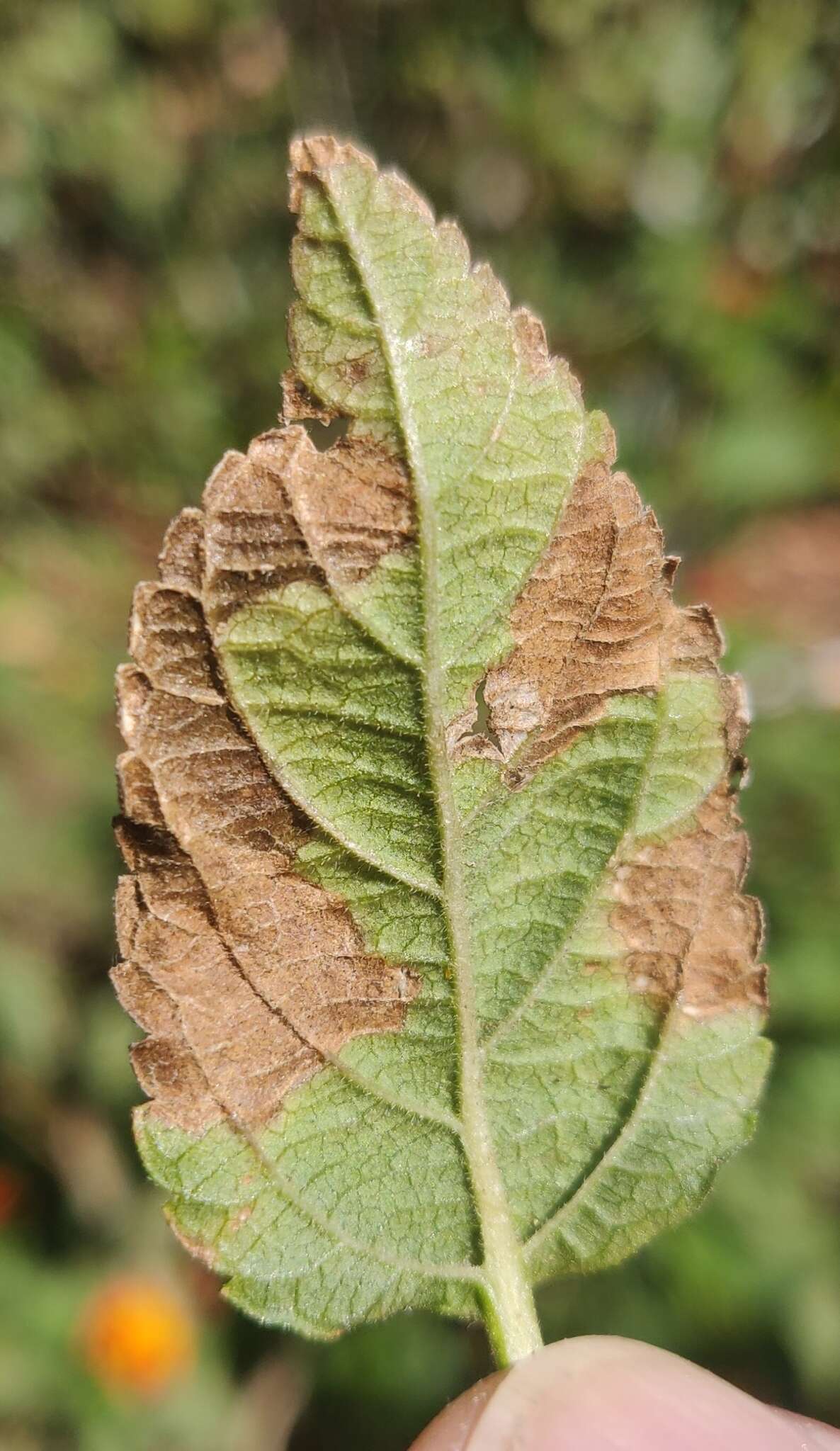 Sivun Calycomyza lantanae Frick 1956 kuva