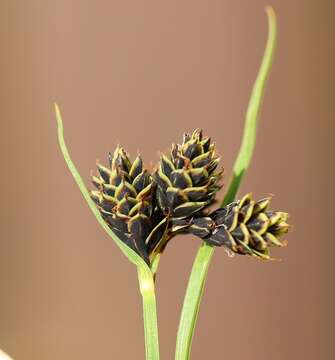 Image of Carex parviflora Host