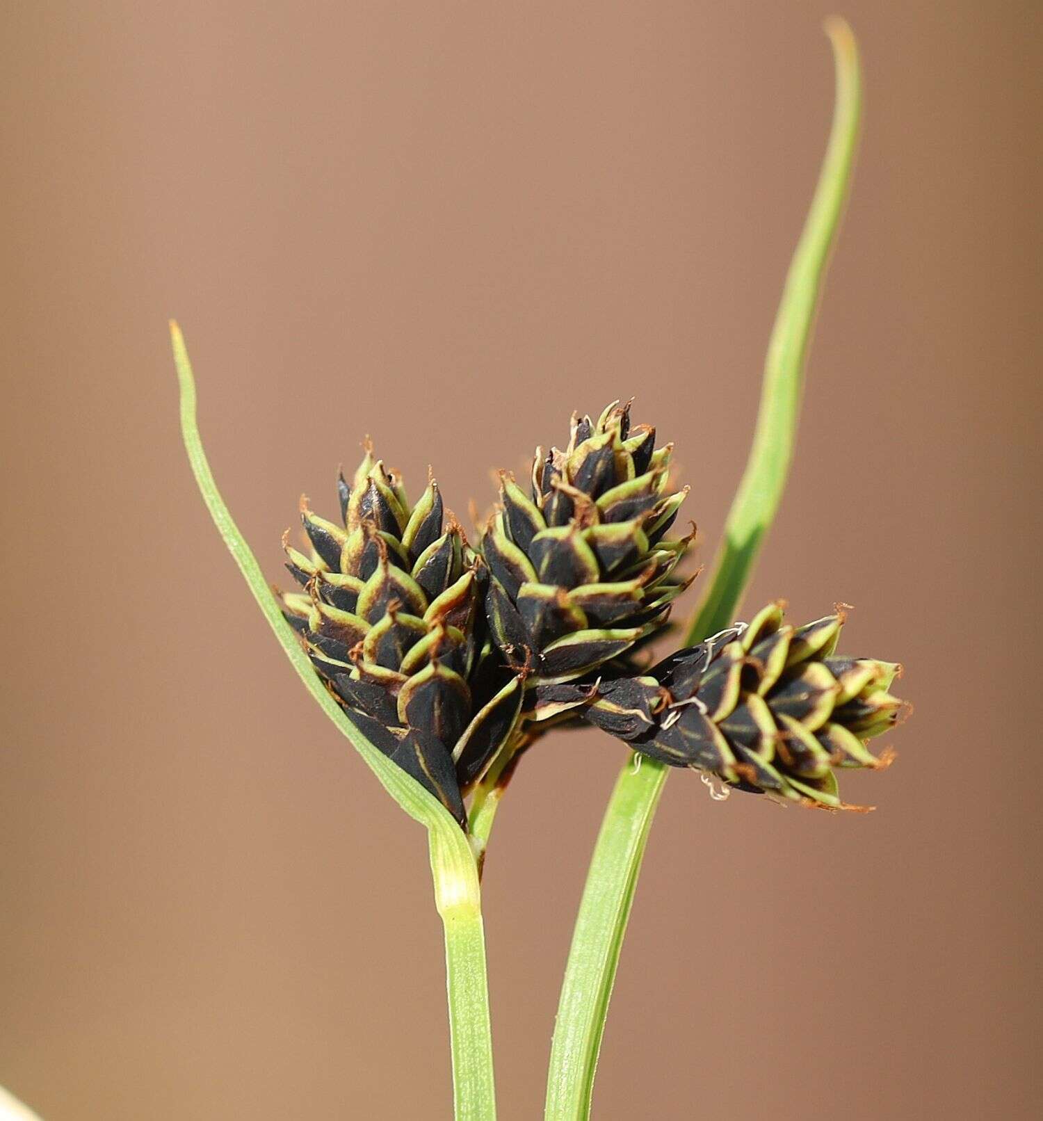 Imagem de Carex parviflora Host