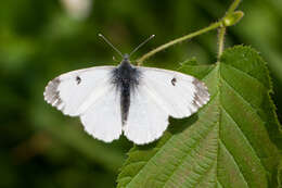 Image of orange tip