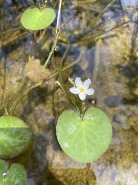 Слика од Nymphoides aquatica (J. F. Gmel.) Kuntze