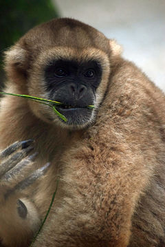Image of Muriqui