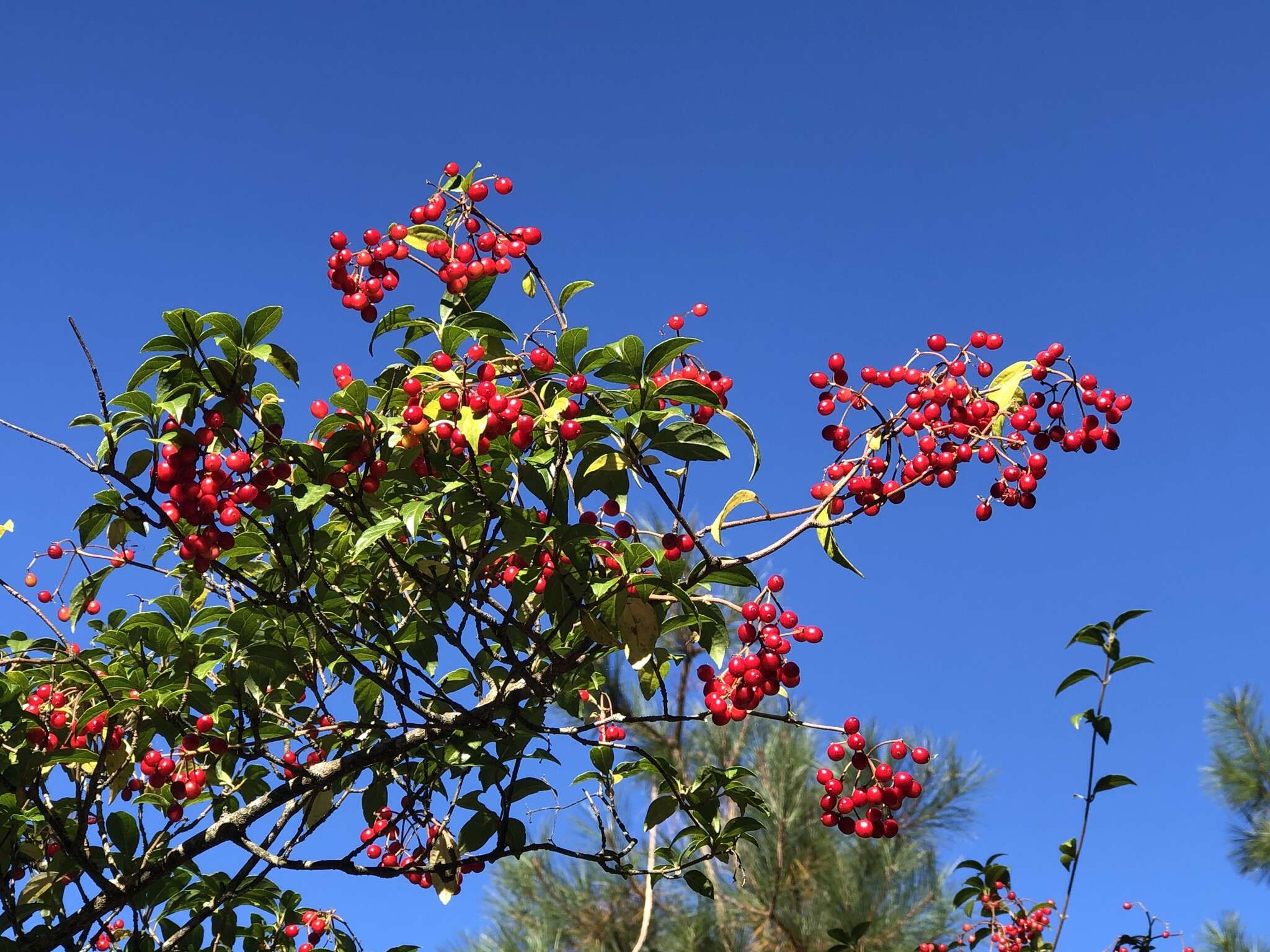 Image of Viburnum foetidum var. rectangulatum (Graebner) Rehder