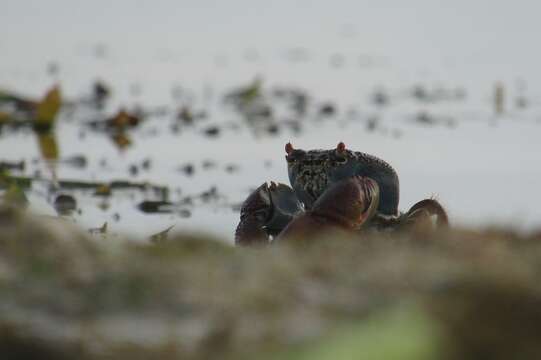 Image of rough redeye crab