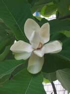 Image of Japanese Big Leaf Magnolia