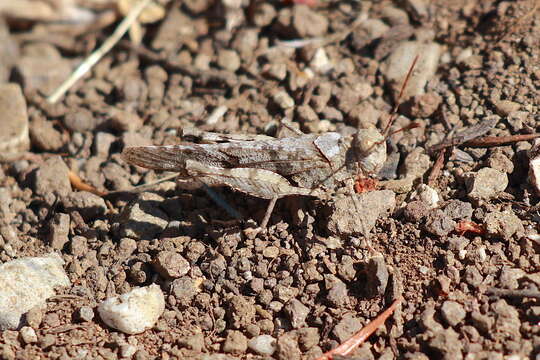 Image of Trimerotropis occidentiloides Rentz, D. C. F. & Weissman 1981