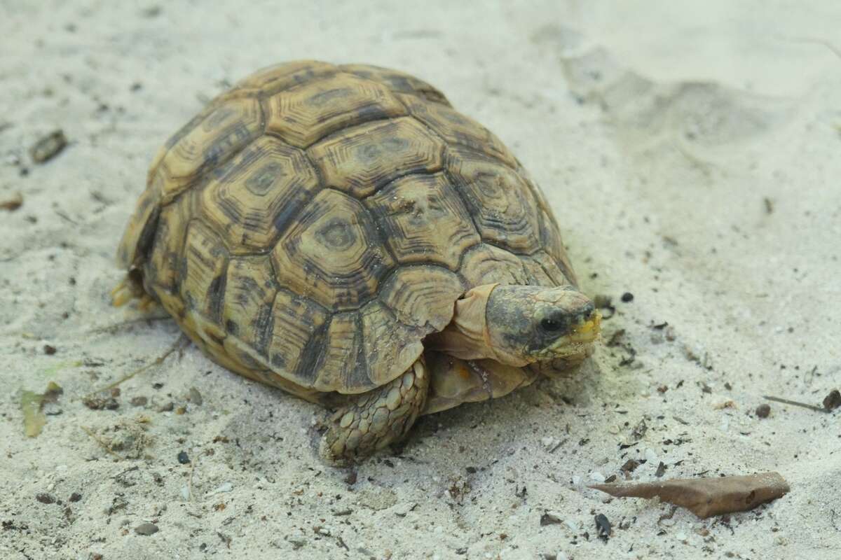 Image of Southeastern hinge-back tortoise