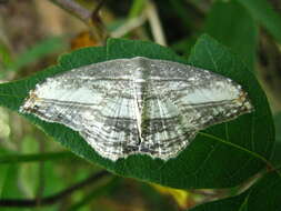 Image of Morphomima fulvitacta Warren 1904