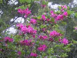 Imagem de Rhododendron sanctum var. lasiogynum Nakai ex Sugimoto