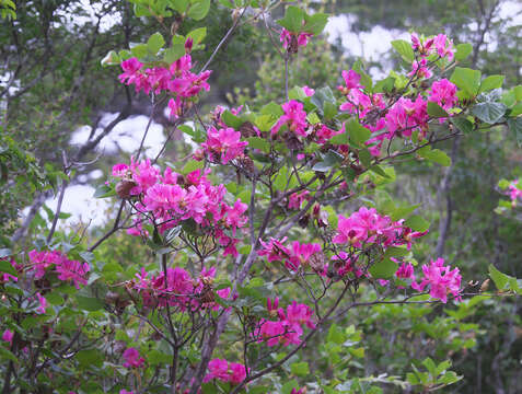 Imagem de Rhododendron sanctum Nakai