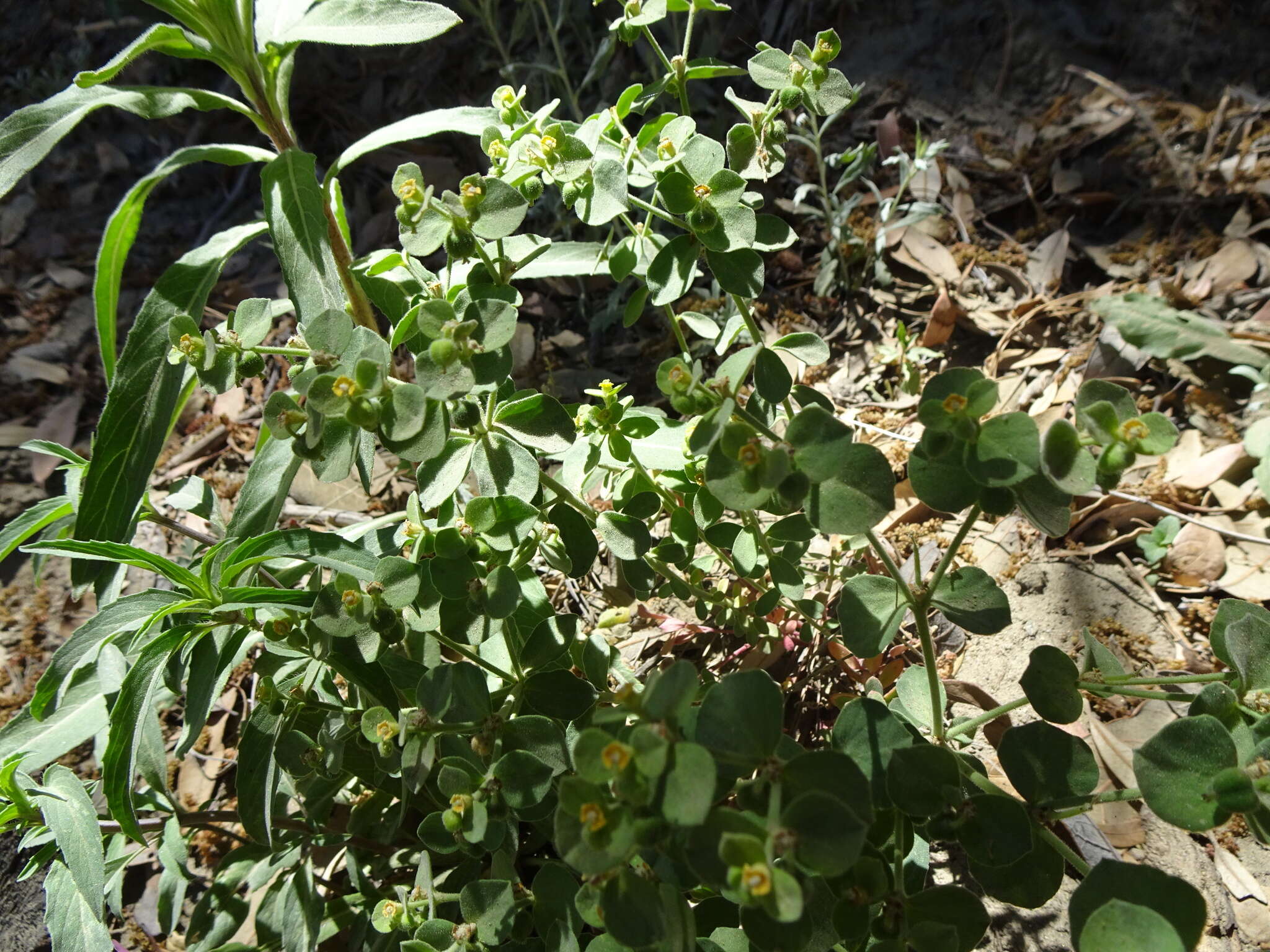 Euphorbia yaquiana Tidestr. resmi