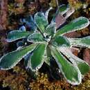 Image of Saxifraga cochlearis Rchb.